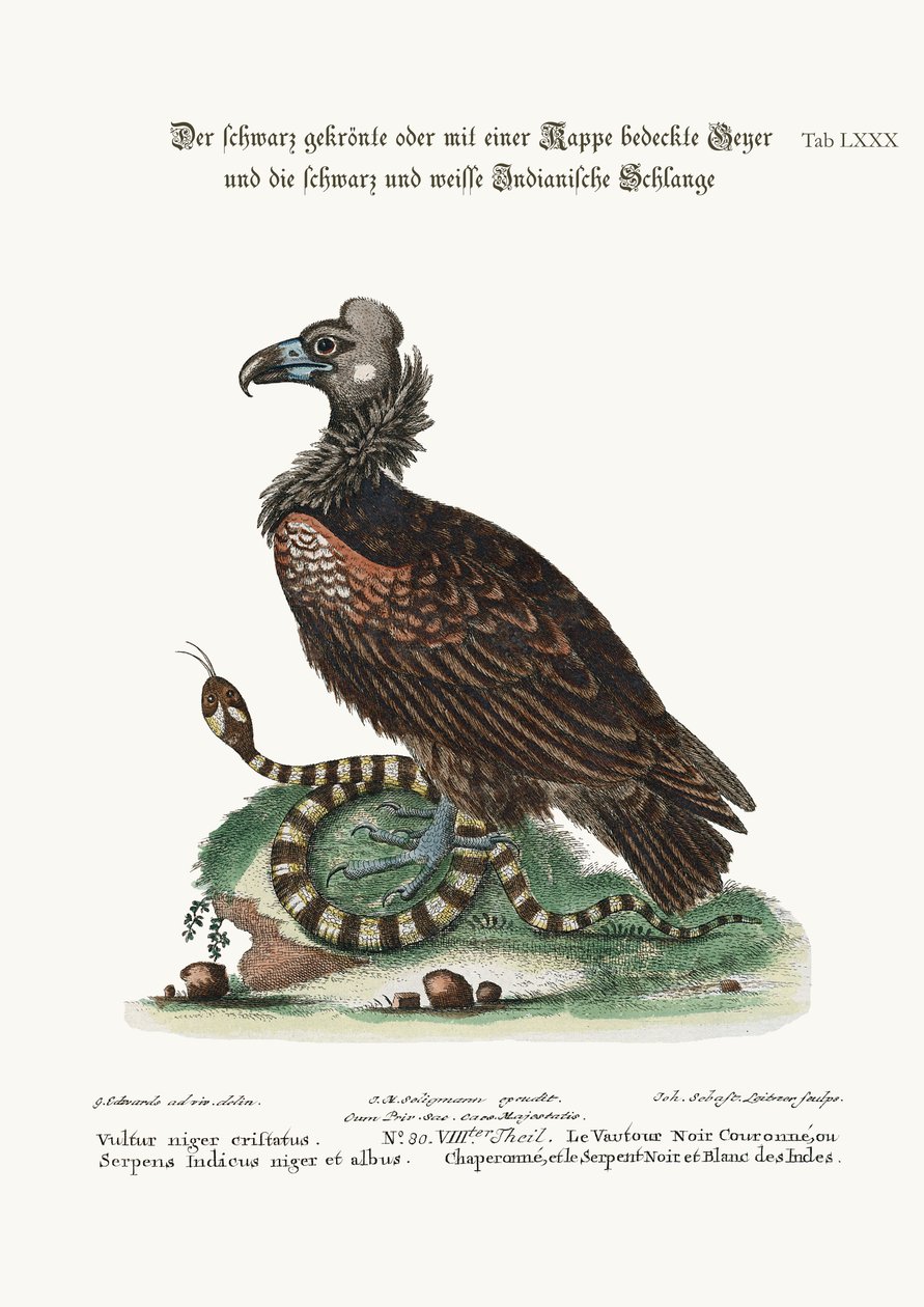 Den svarta gamen med kamm eller kuperad gärd, och den svarta och vita indianormen, 1749-73 av George Edwards