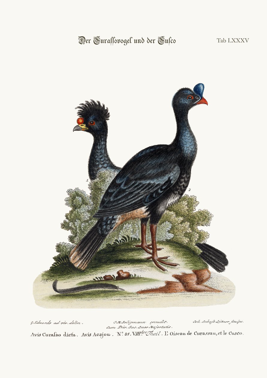 Curasso-fågeln och Cushew-fågeln, 1749-73 av George Edwards