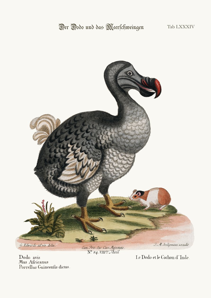 Dodo och Guiney-grisen, 1749-73 av George Edwards