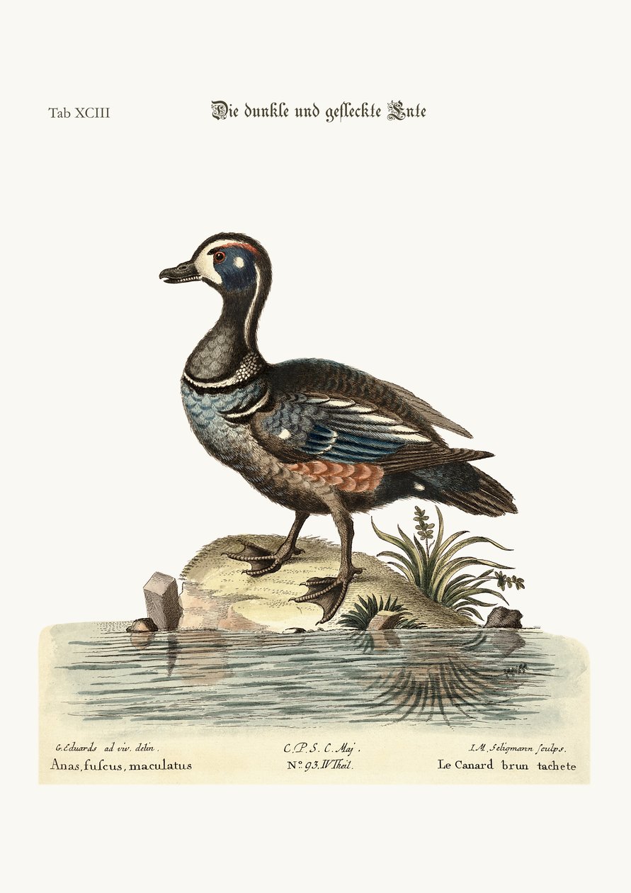 Dusky and Spotted Duck, 1749-73 av George Edwards