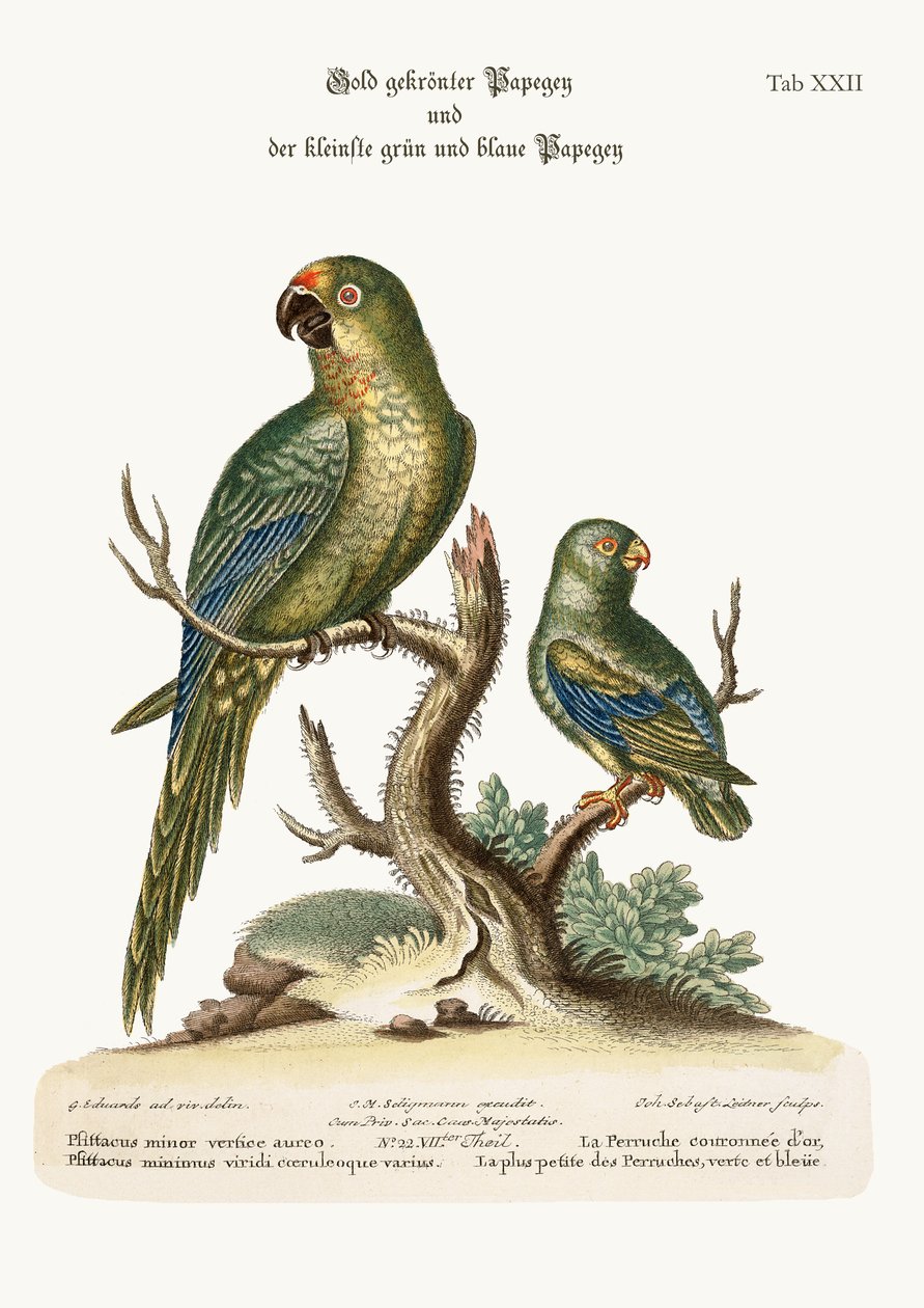 Den gyllenkrönta parrakeet och den minst gröna och blå parrakeet, 1749-73 av George Edwards