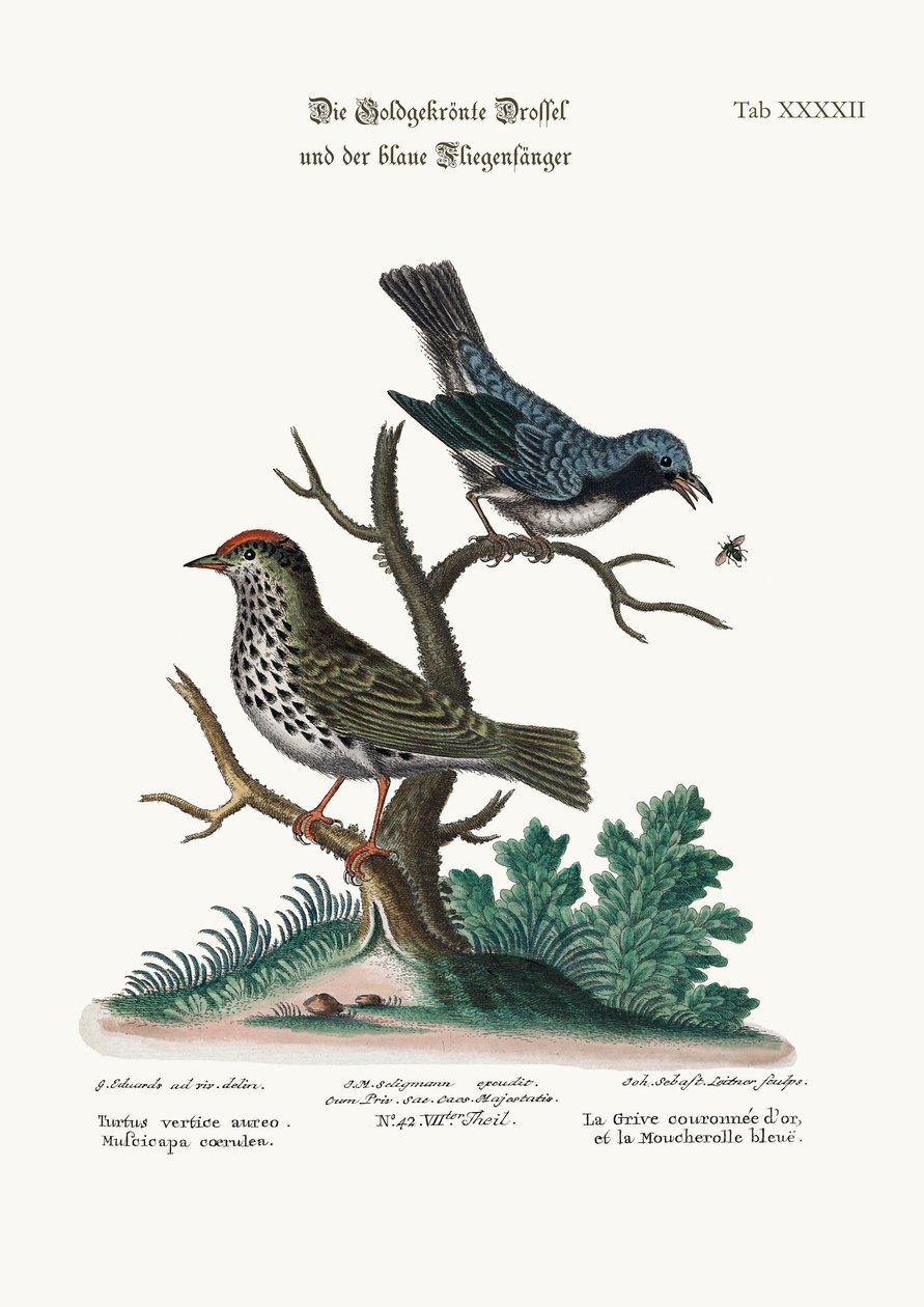 Den guldkrönta trasten och den blå flugsnapparen, 1749-73 av George Edwards