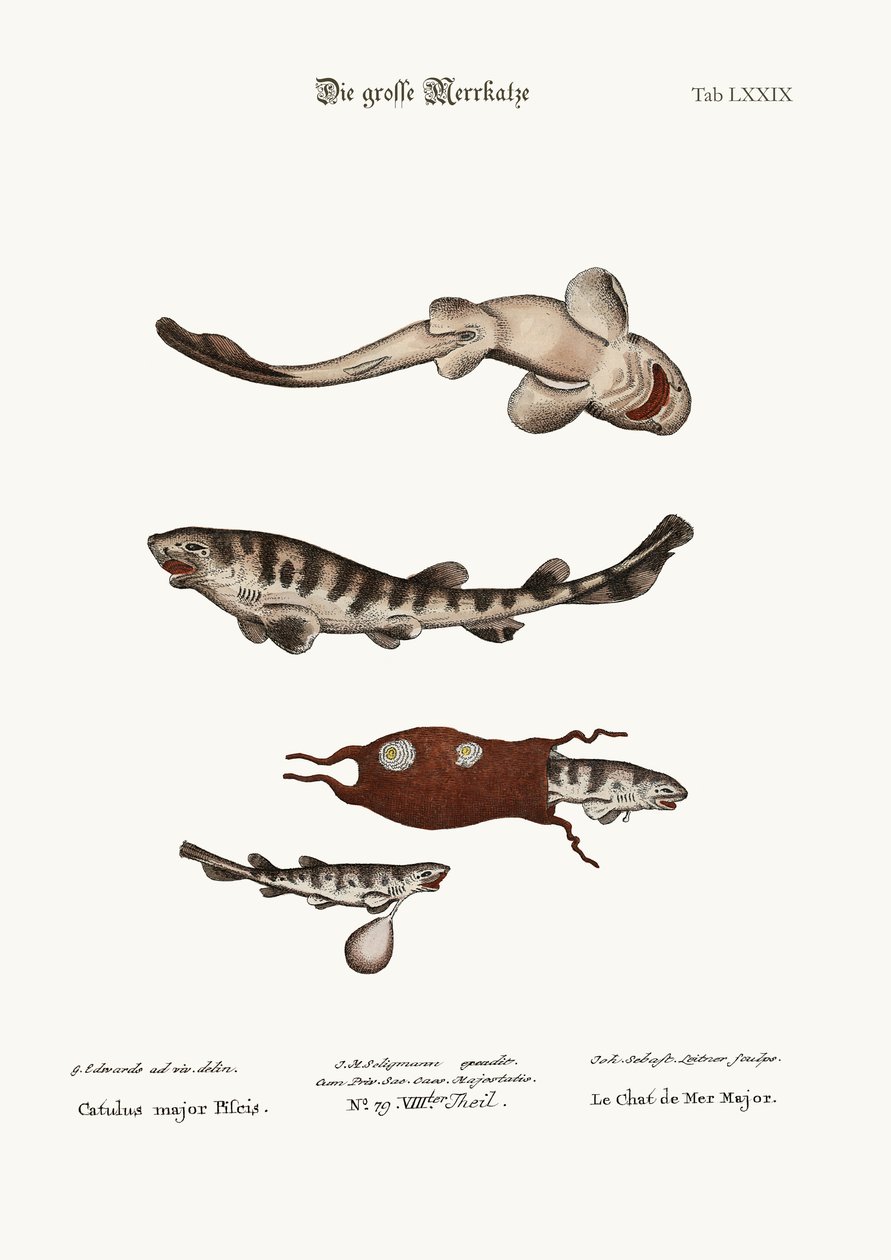 Den större kattfisken, 1749-73 av George Edwards