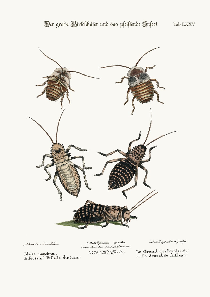 Den större kackerlackan och visselinsekten, 1749-73 av George Edwards