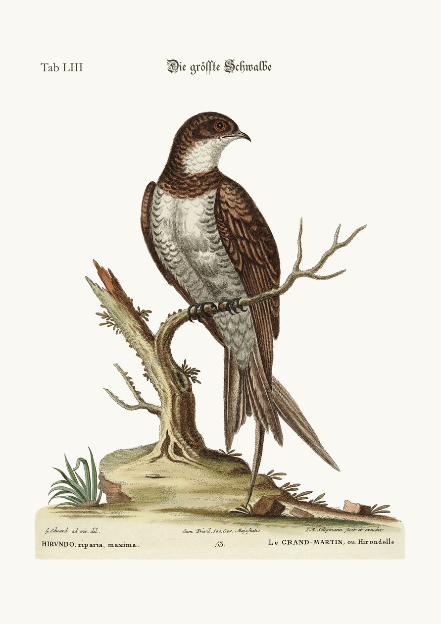 Den största Martin eller Swift, 1749-73 av George Edwards