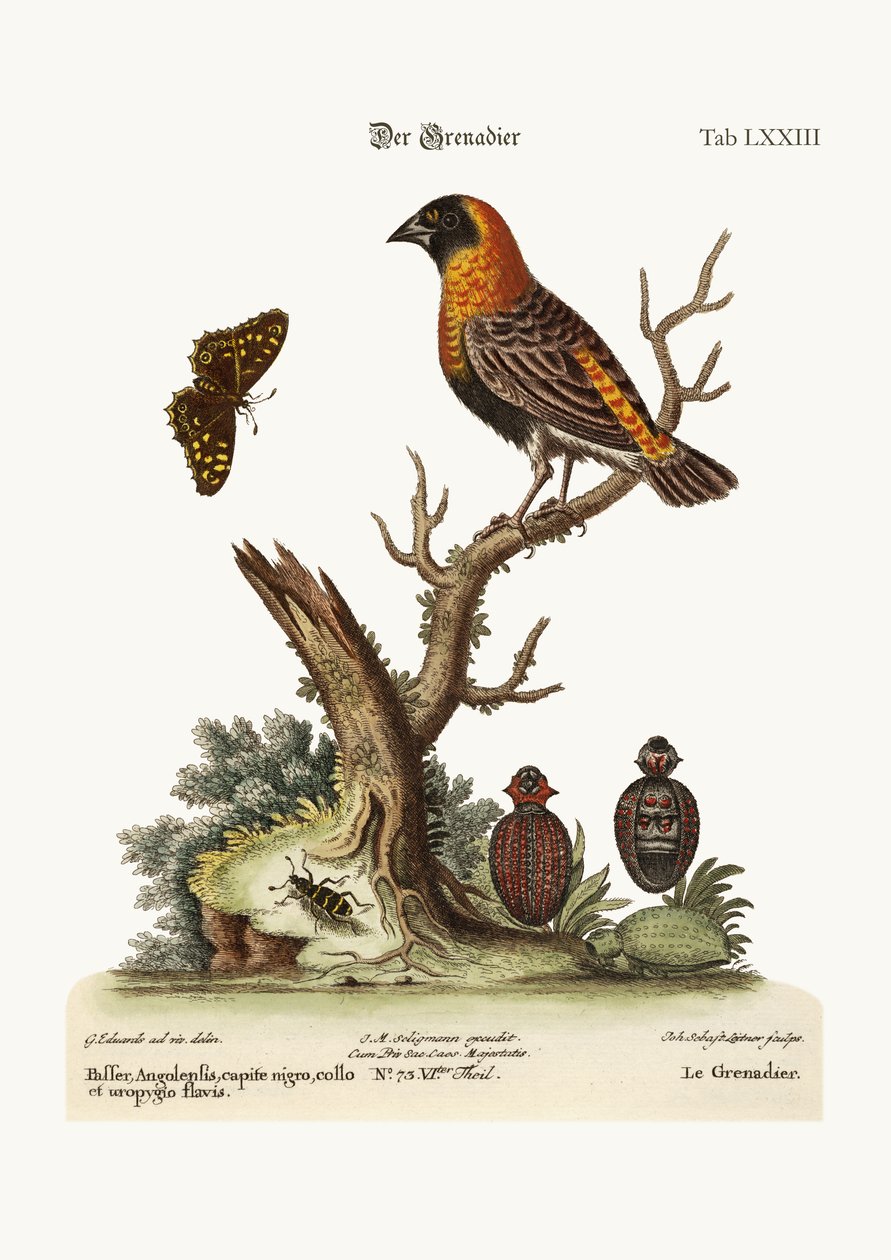 Grenadieren, 1749-73 av George Edwards