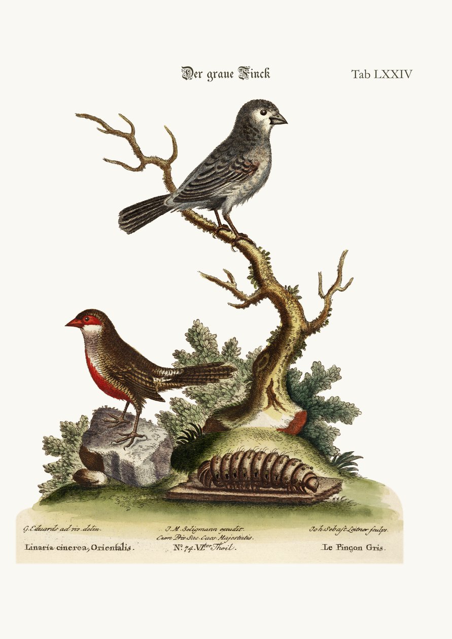 Gråfinken. The Wax Bill, 1749-73 av George Edwards