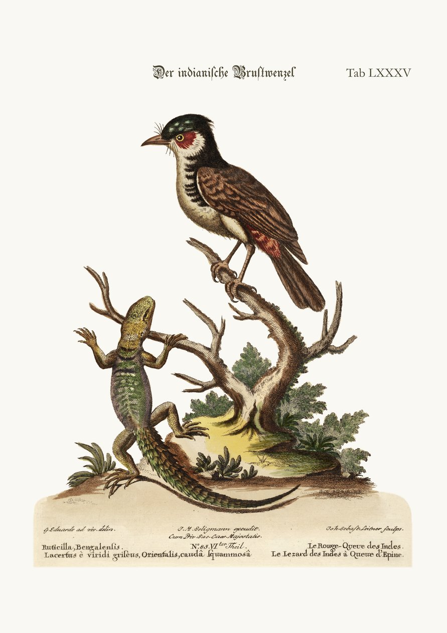 Den indiska rödstjärten. Den törnstjärtade indiska ödlan, 1749-73 av George Edwards