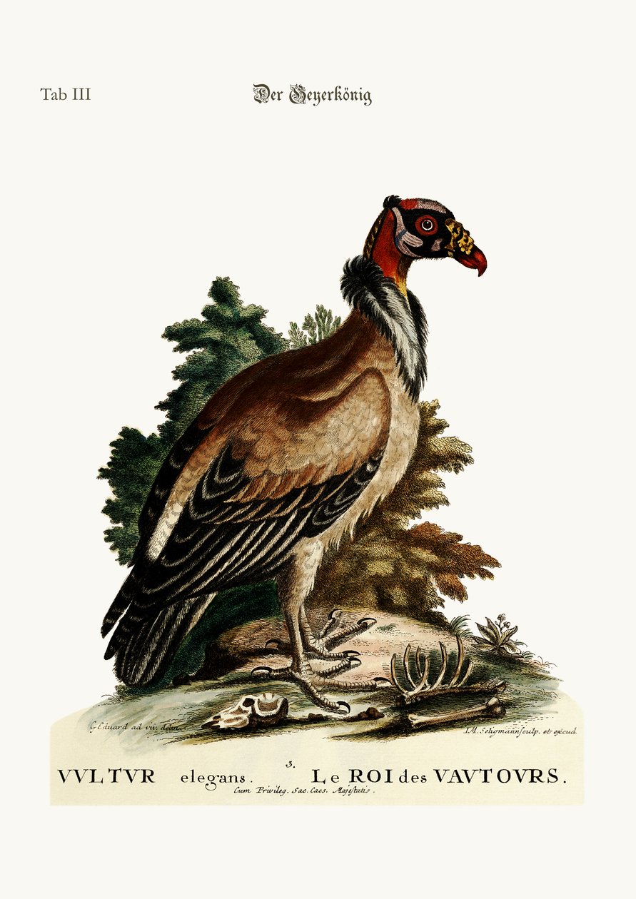 Gammarnas kung, 1749-73 av George Edwards