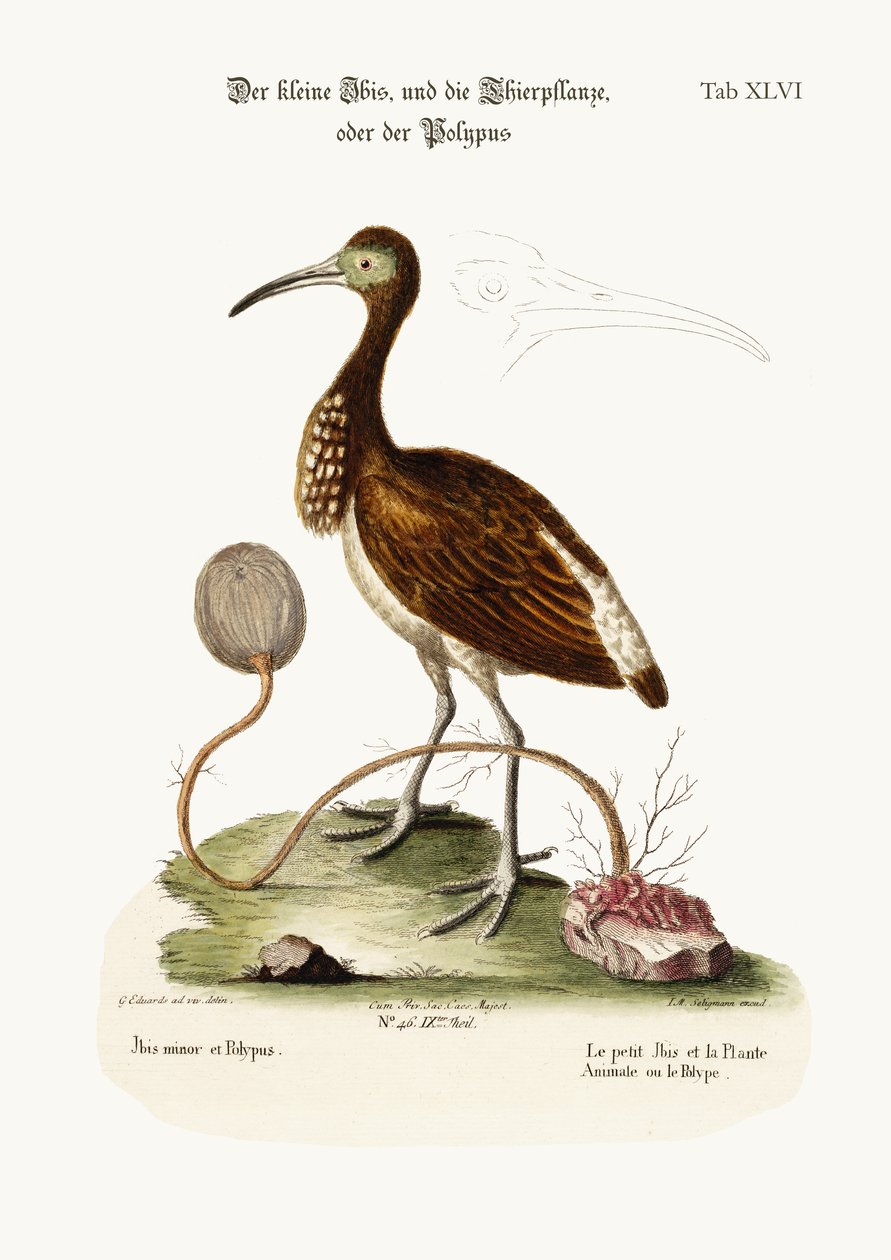 The Lesser Ibis, and the Animal-Plant or Polype, 1749-73 färgad gravyr av George Edwards