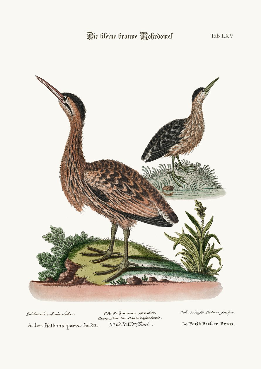 Den lilla bruna bittern, 1749-73 av George Edwards