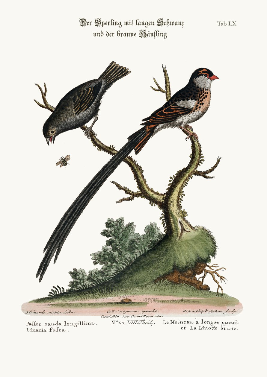 Långstjärtsparven och den mörka linnet, 1749-73 av George Edwards