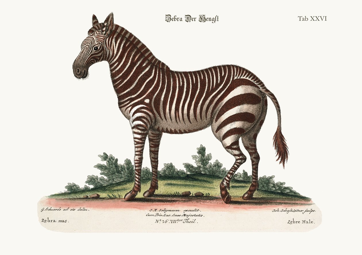 Den manliga zebran, 1749-73 av George Edwards