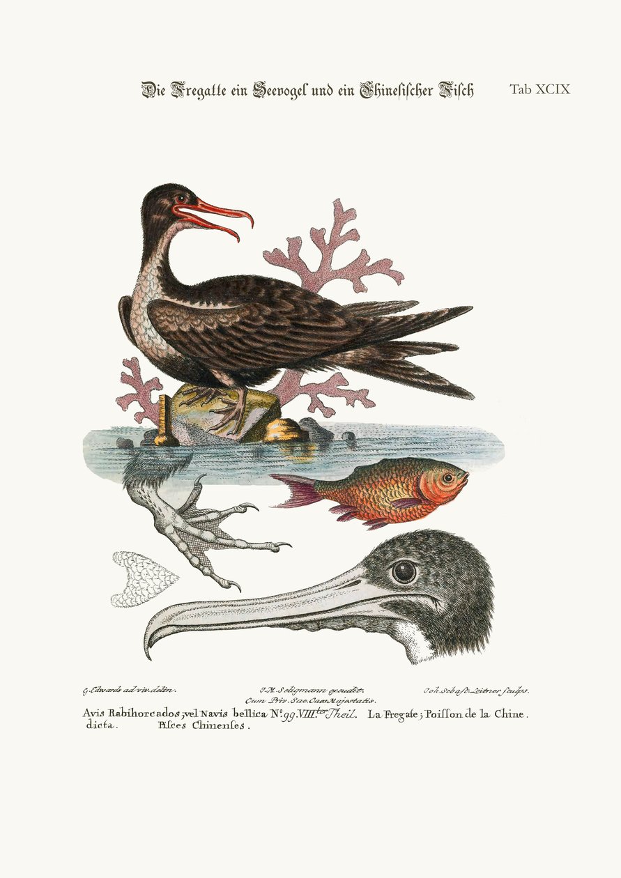 Krigsfågeln, den kinesiska fisken, 1749-73 av George Edwards