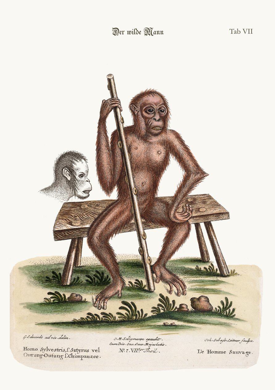 Mannen i skogen, 1749-73 av George Edwards