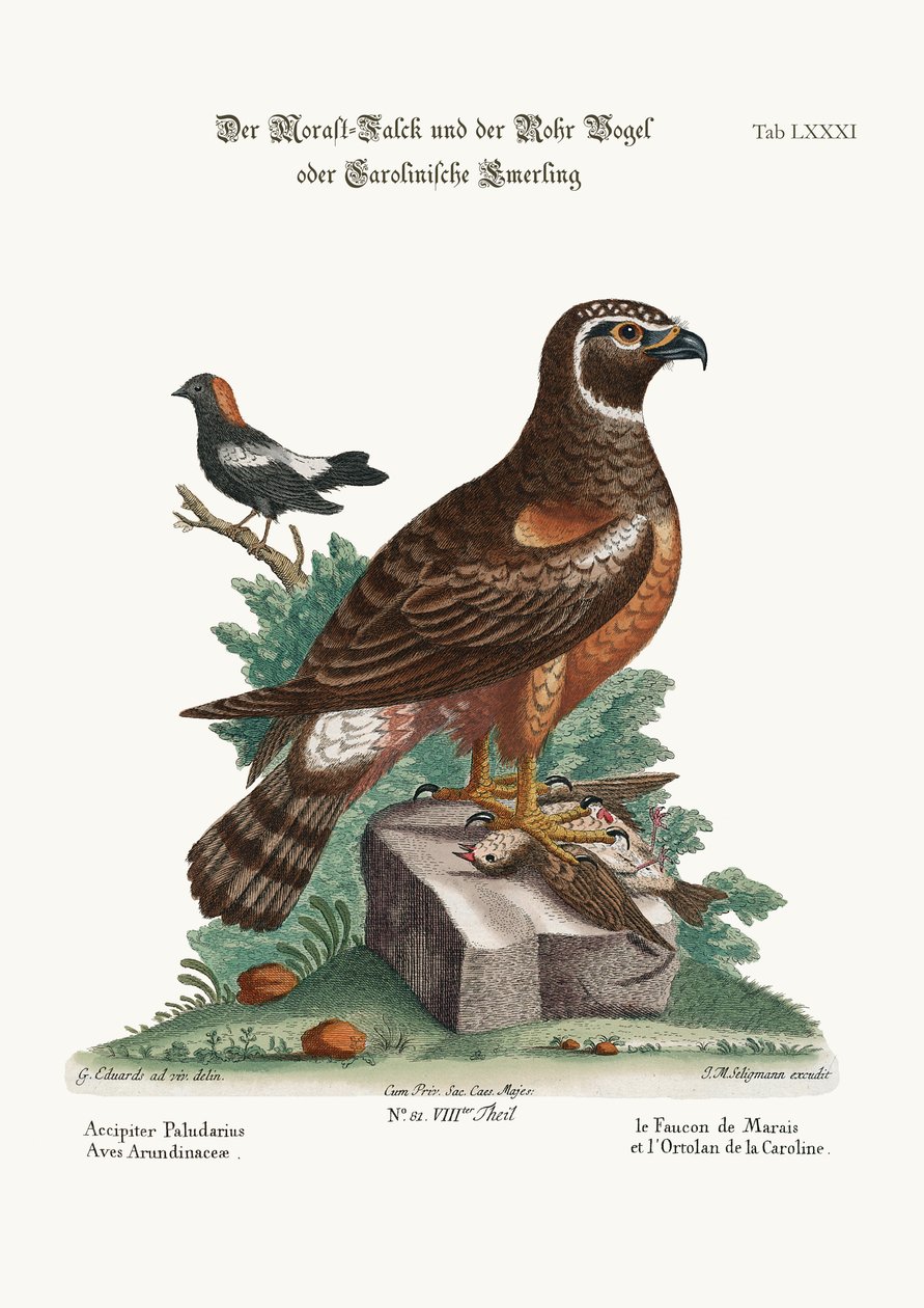 Marsh-Hawk, and the Reed-Birds, 1749-73 av George Edwards