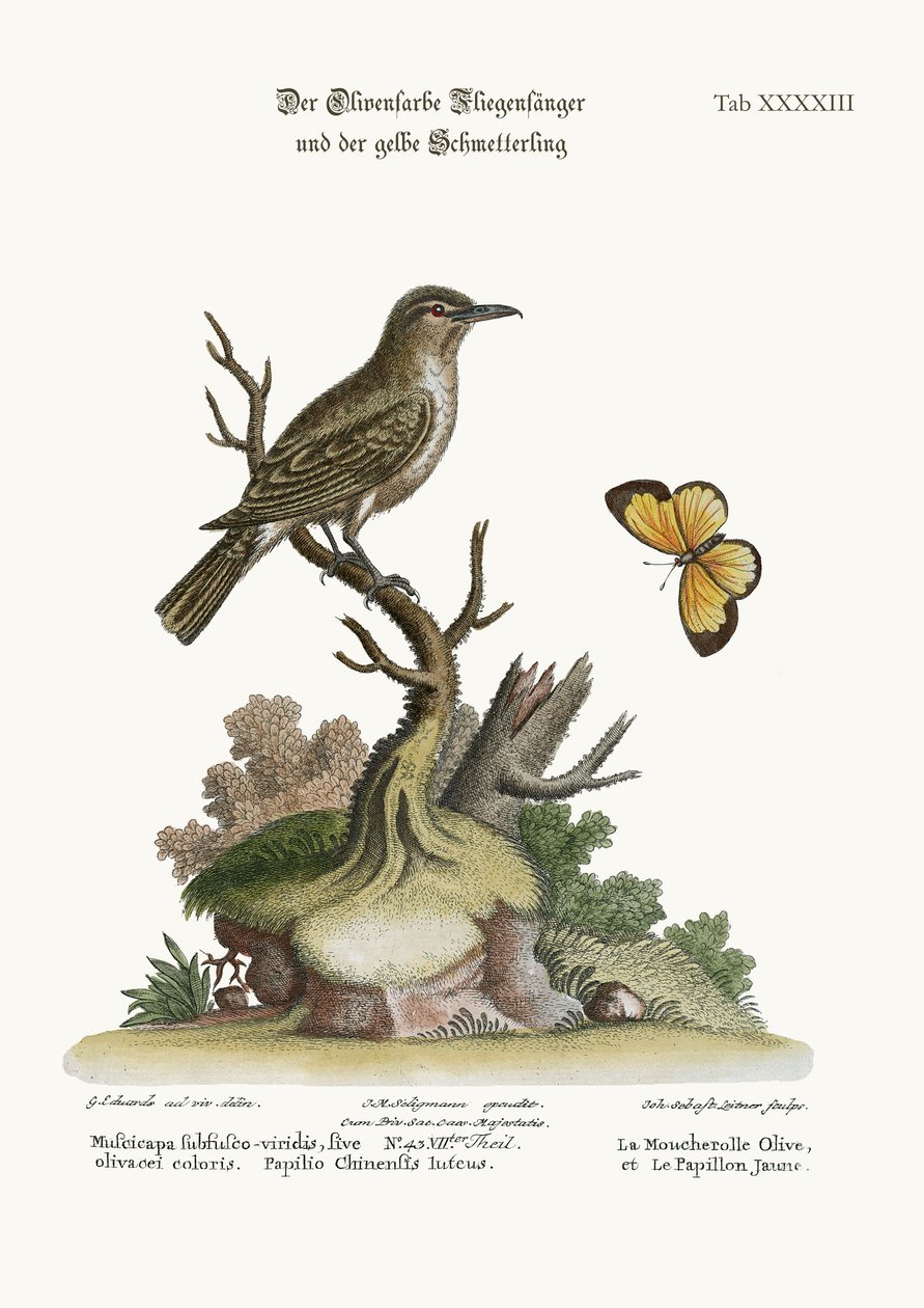 Den olivfärgade flugsnapparen och den gula fjärilen, 1749-73 av George Edwards