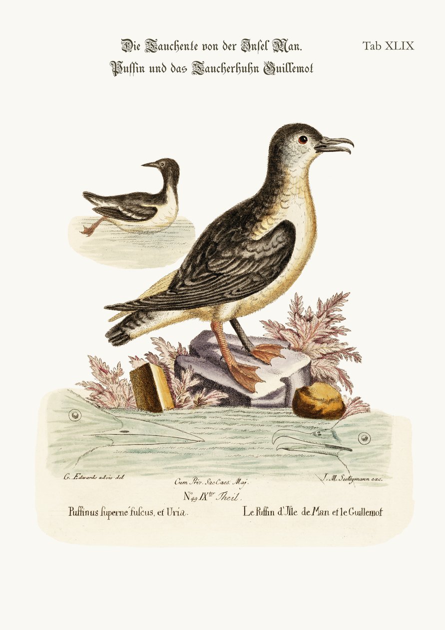 Lunnefågeln på Isle of Man och loggrisslan, 1749-73 av George Edwards