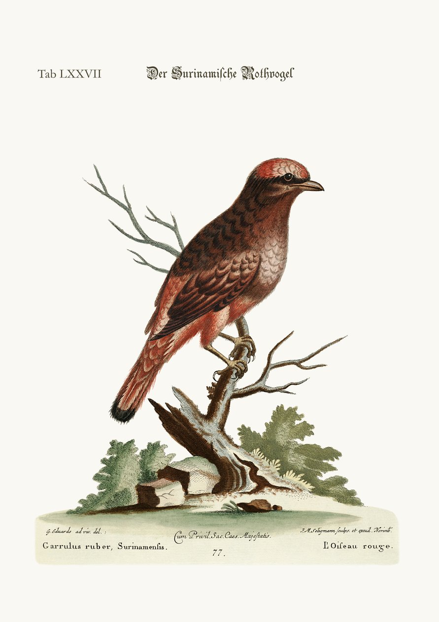 Den röda fågeln från Surinam, 1749-73 av George Edwards