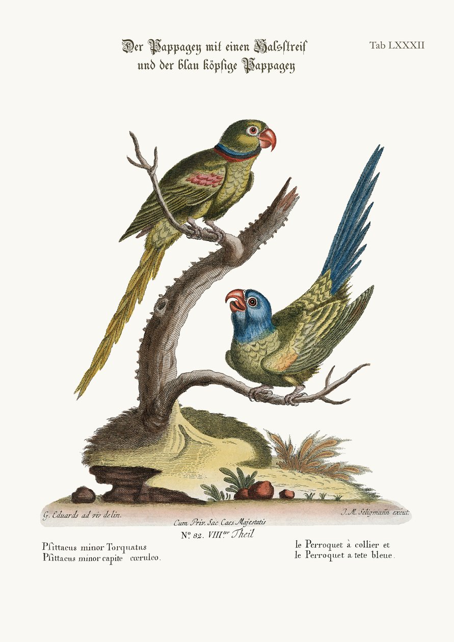 Ringparrakiten och blåhårig parrakitt, 1749-73 av George Edwards