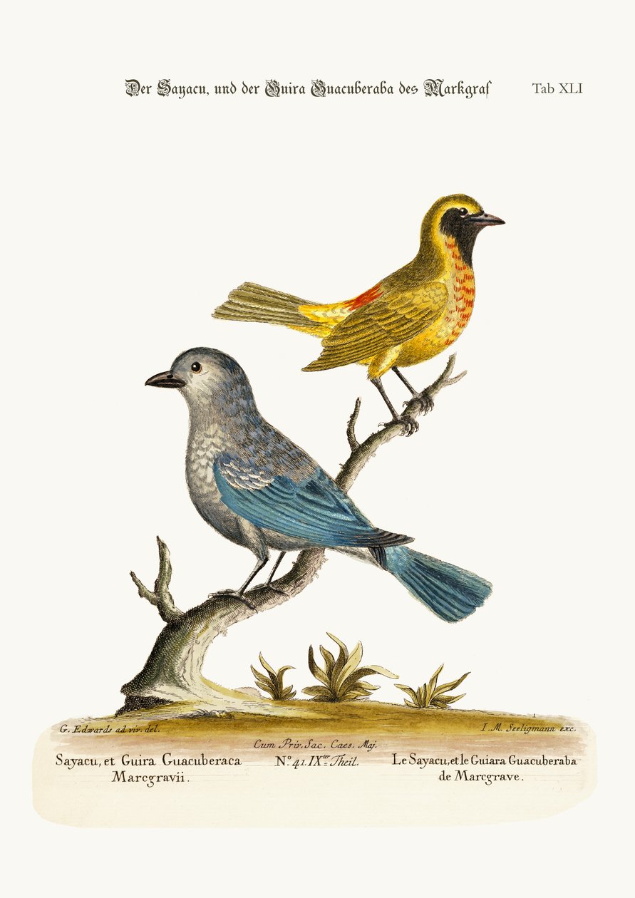 Sayacu och Guira Guacuberaba av Marcgrave, 1749-73 av George Edwards