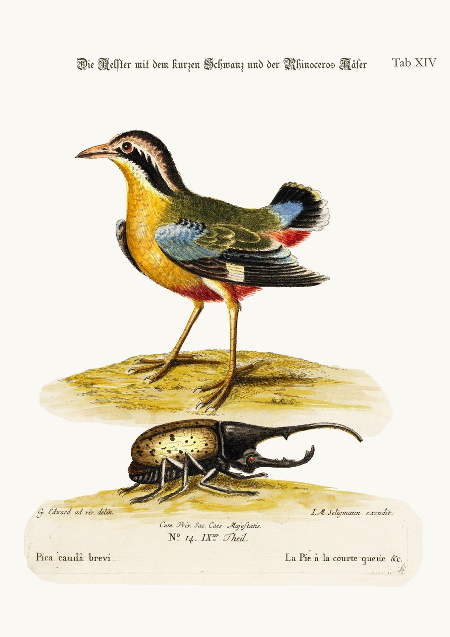 Short-tailed Pye och noshörningsbaggen, 1749-73 av George Edwards