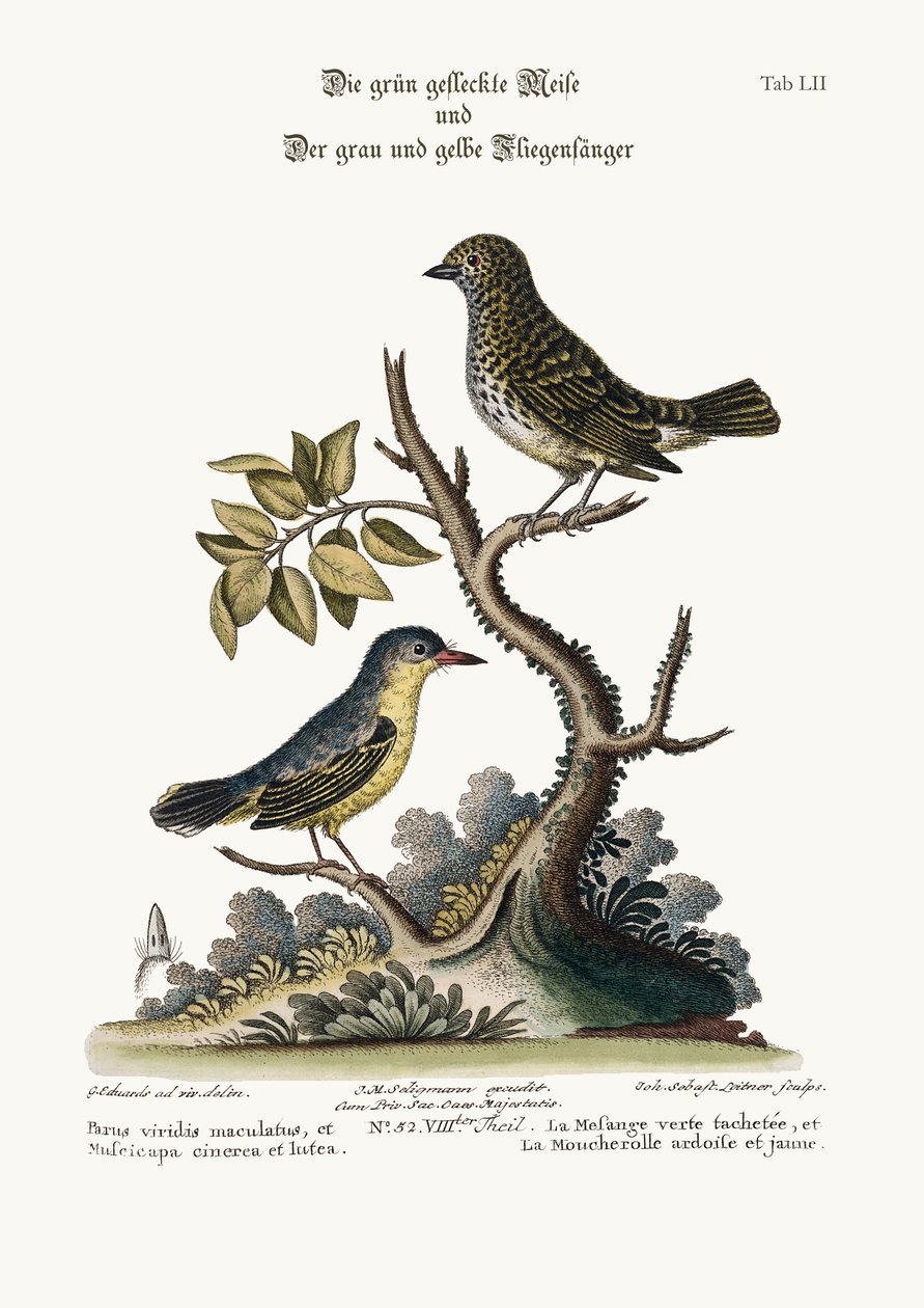 Den fläckiga grönmejsan och den grå och gula flugsnapparen, 1749-73 av George Edwards