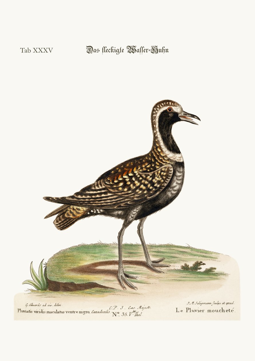 Fläckfläckaren, 1749-73 av George Edwards