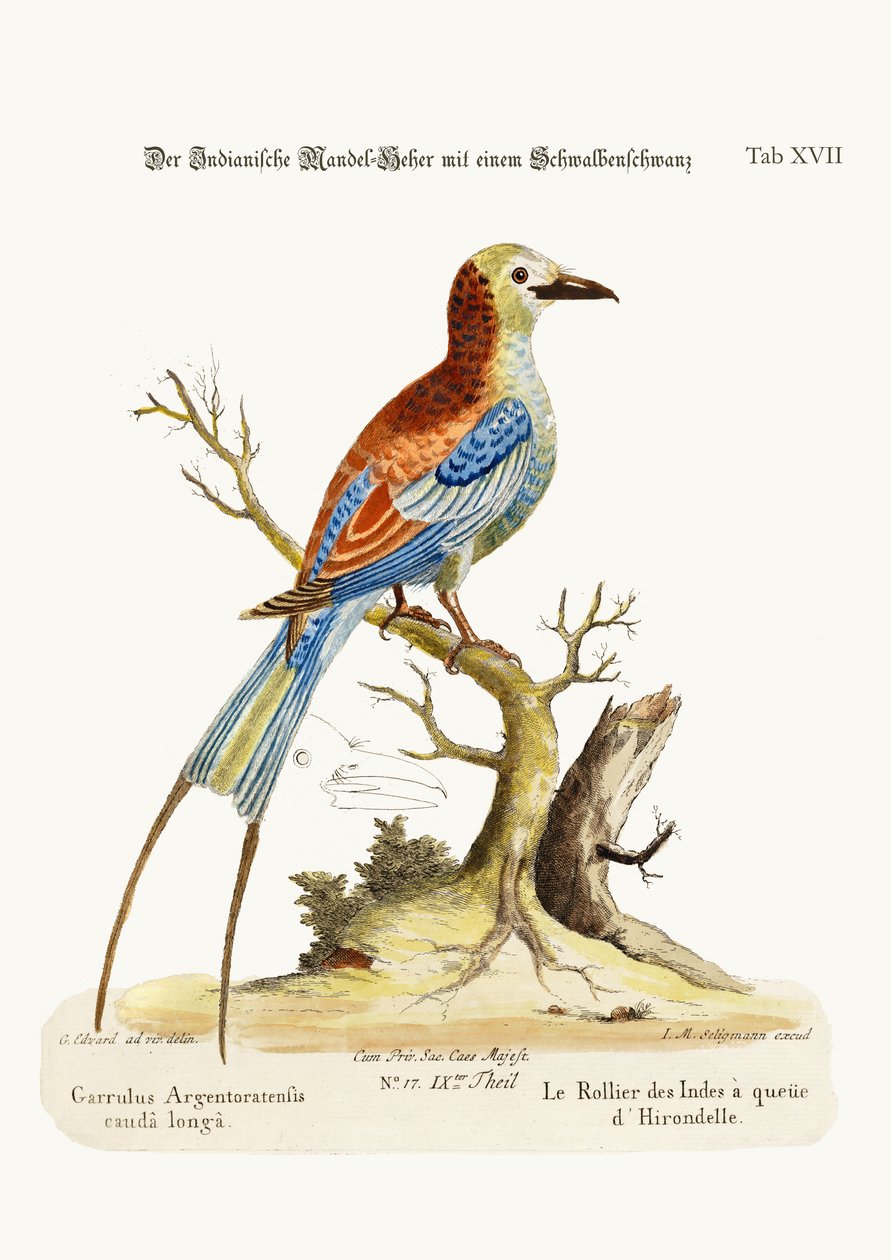 Den svalsvansade indianrullen, 1749-73 av George Edwards