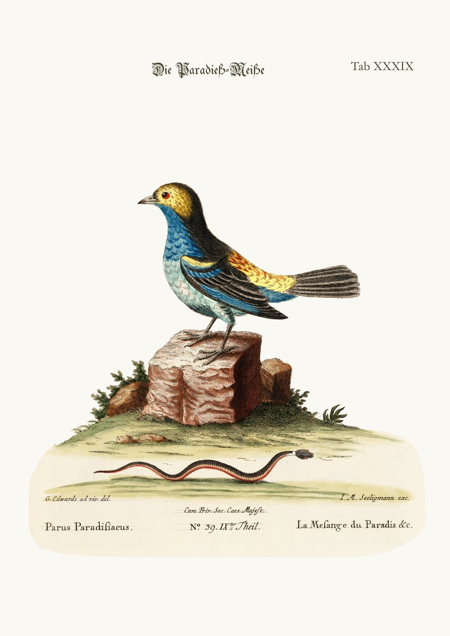 Paradisets mesar, 1749-73 av George Edwards