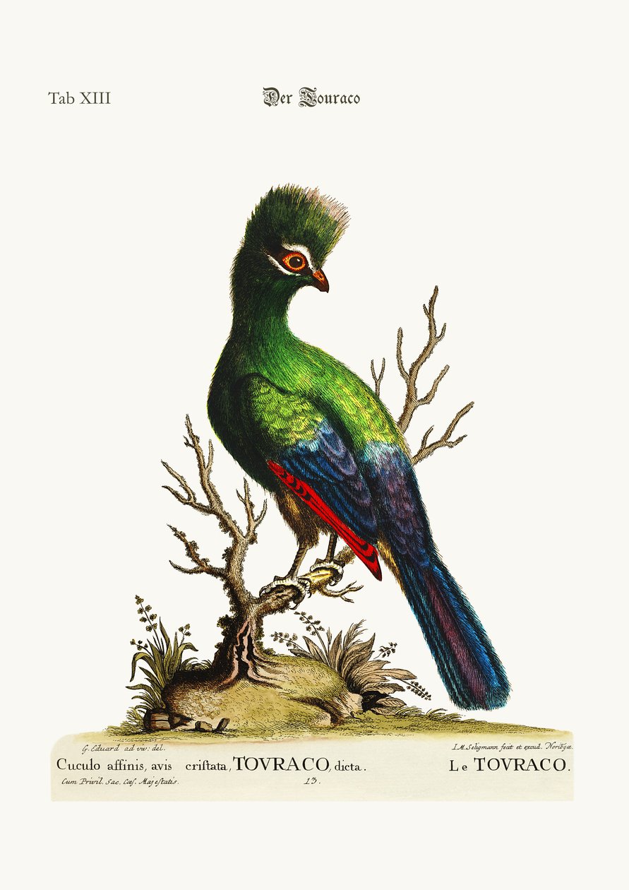 Touraco, 1749-73 av George Edwards