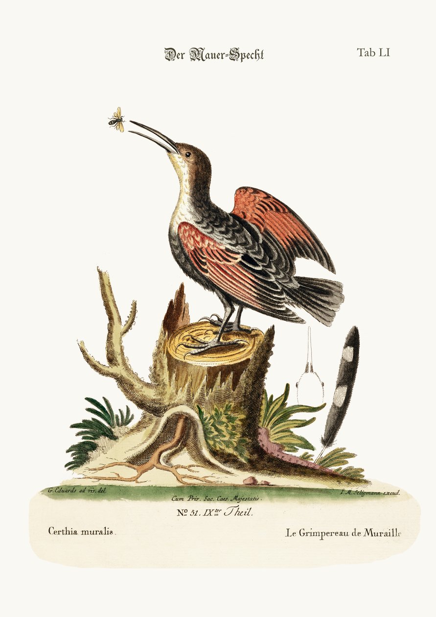 Väggkryparen, eller spindelfångaren, 1749-73 av George Edwards