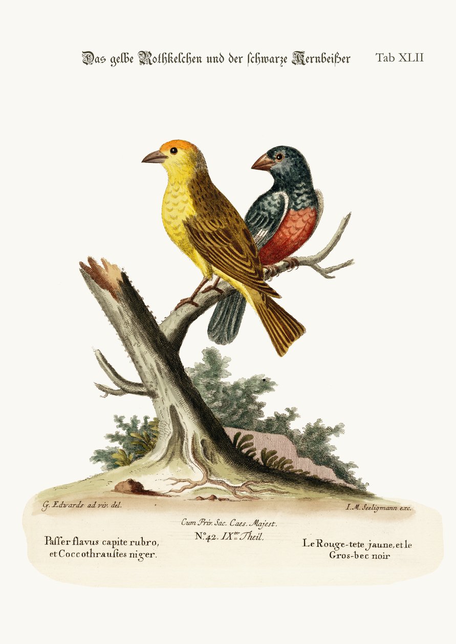 Den gula röda stången och den svarta grosnäbben, 1749-73 av George Edwards