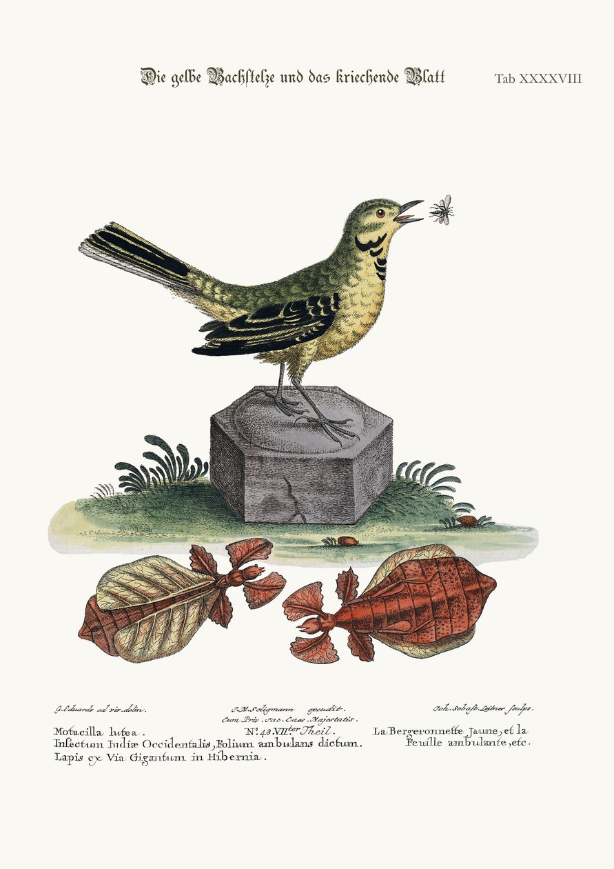 Den gula vattenstjärten och det vandrande bladet, 1749-73 av George Edwards