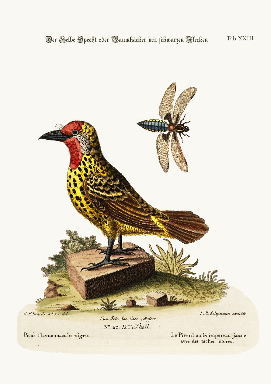 Den gula hackspetten med svarta fläckar, 1749-73 av George Edwards