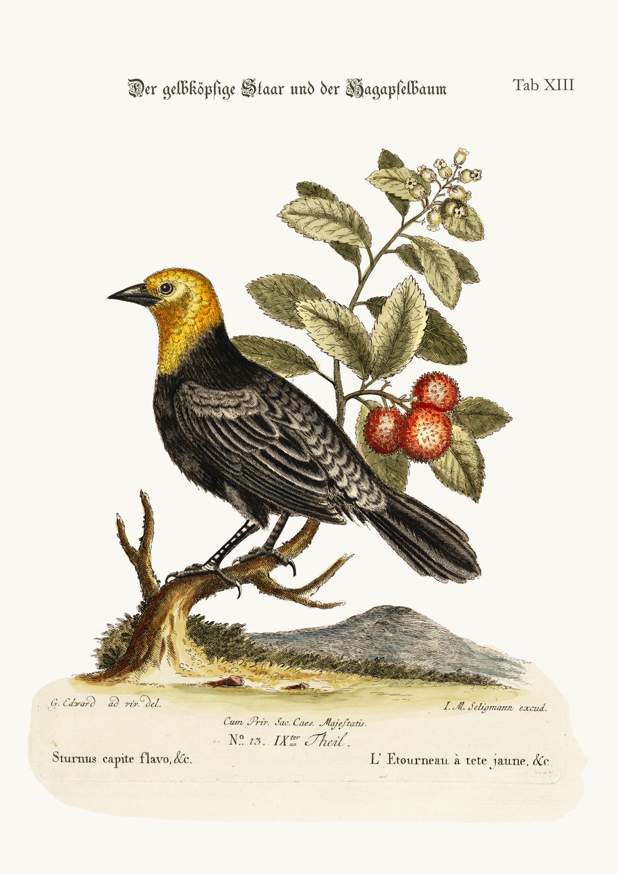 Den gulhuvade staren. Arbutus eller jordgubbsträd, 1749-73 av George Edwards