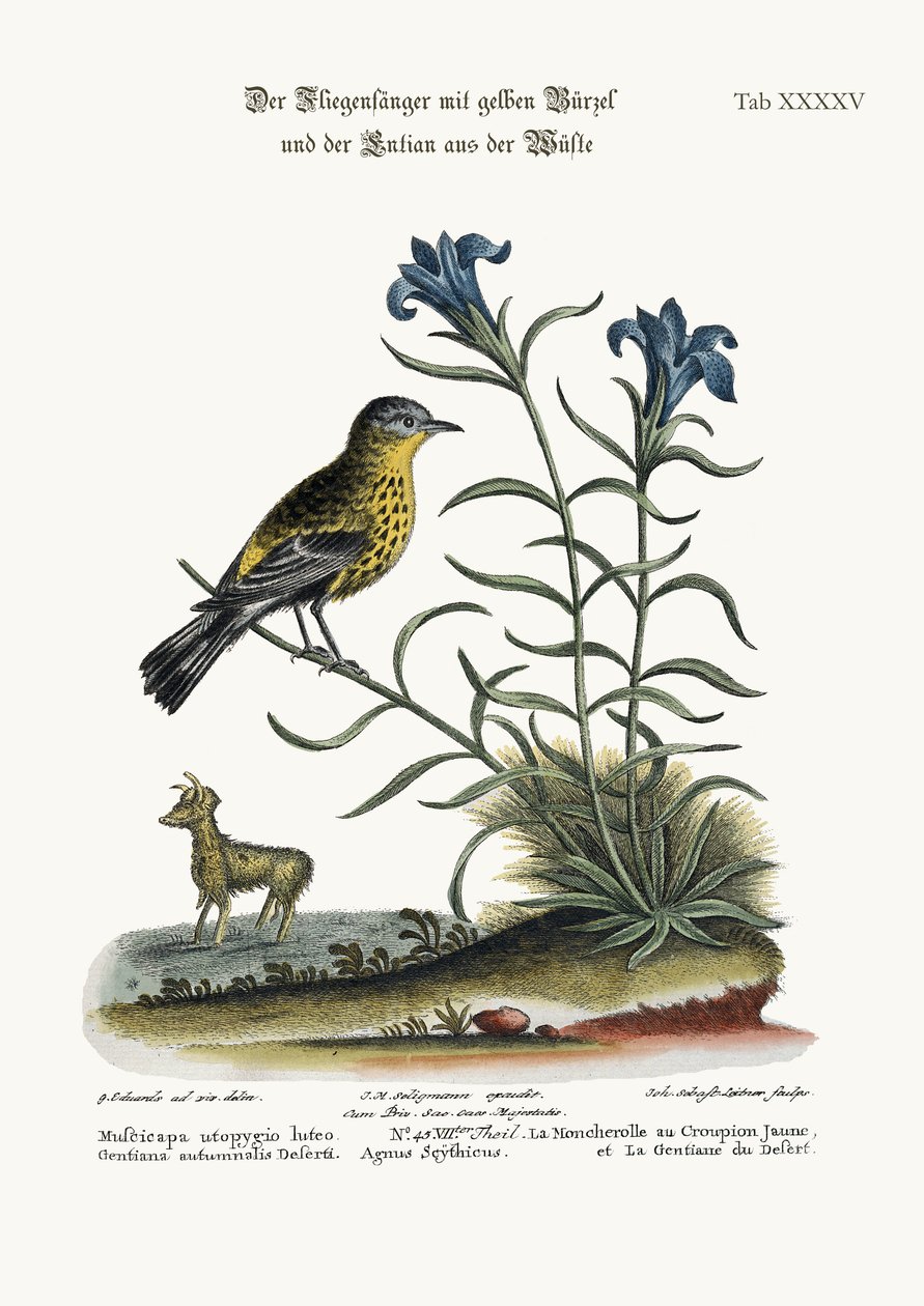 Den gulrumpade flugsnapparen och öknens gentiana, 1749-73 av George Edwards