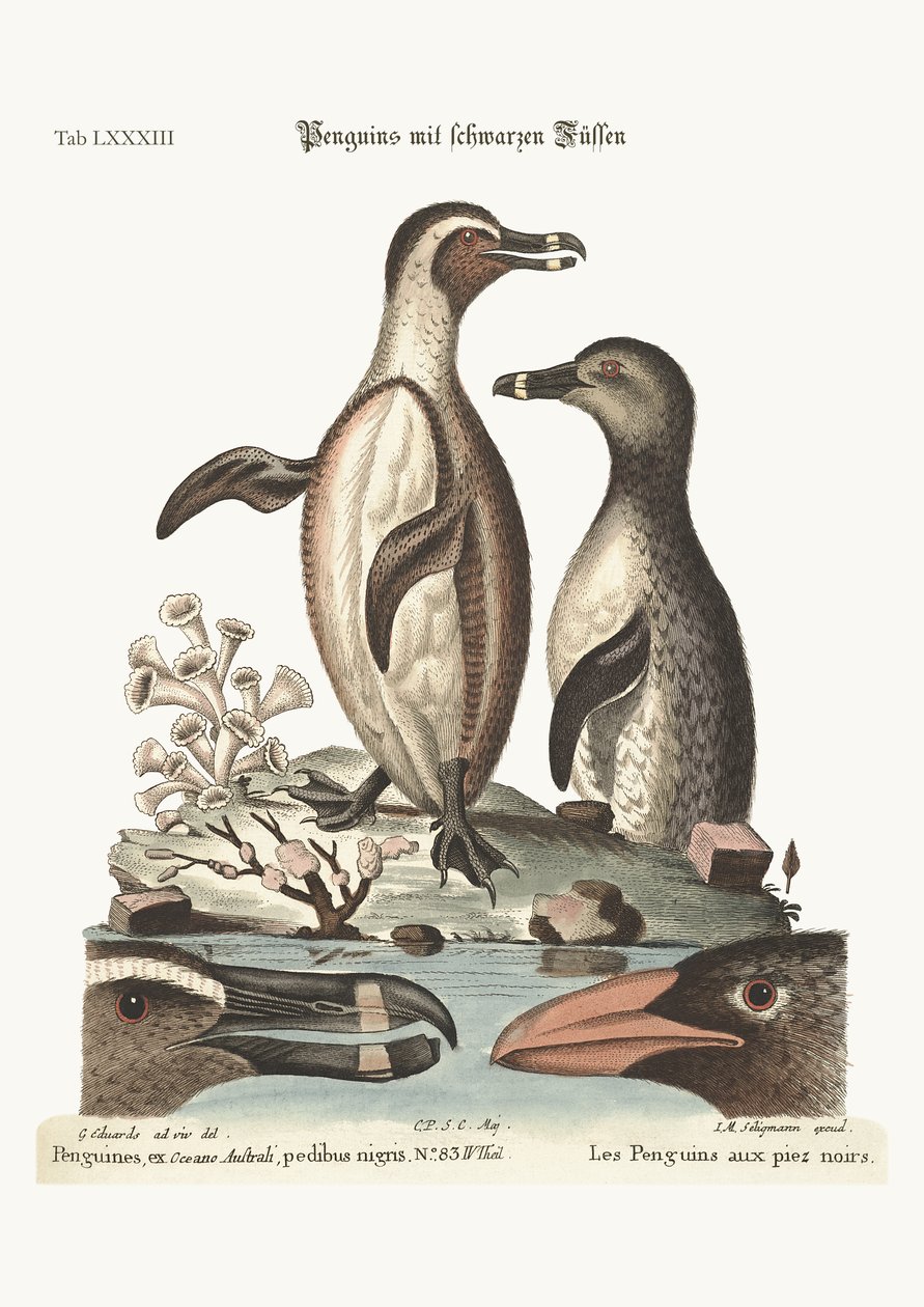 De svartfotade pingvinerna, 1749-73 av George Edwards