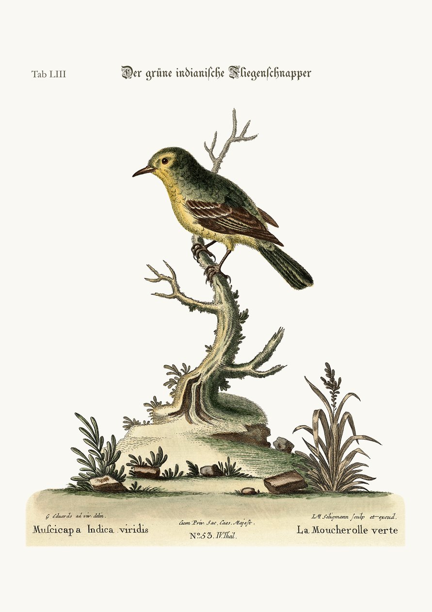 Den gröna indiska flugsnapparen, 1749-73 av George Edwards