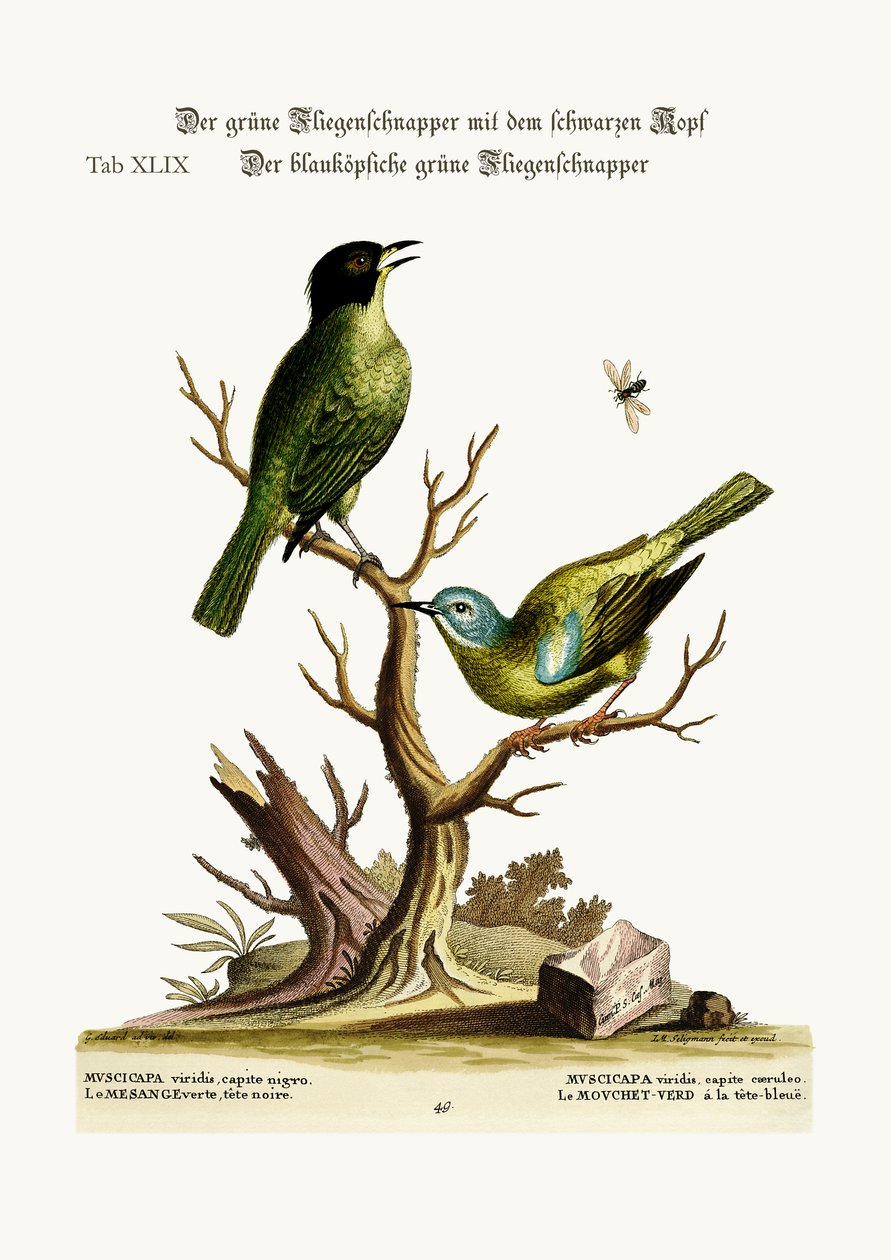 Den gröna svarthåriga flugsnapparen. Den blåhövdade gröna flugsnapparen, 1749-73 av George Edwards