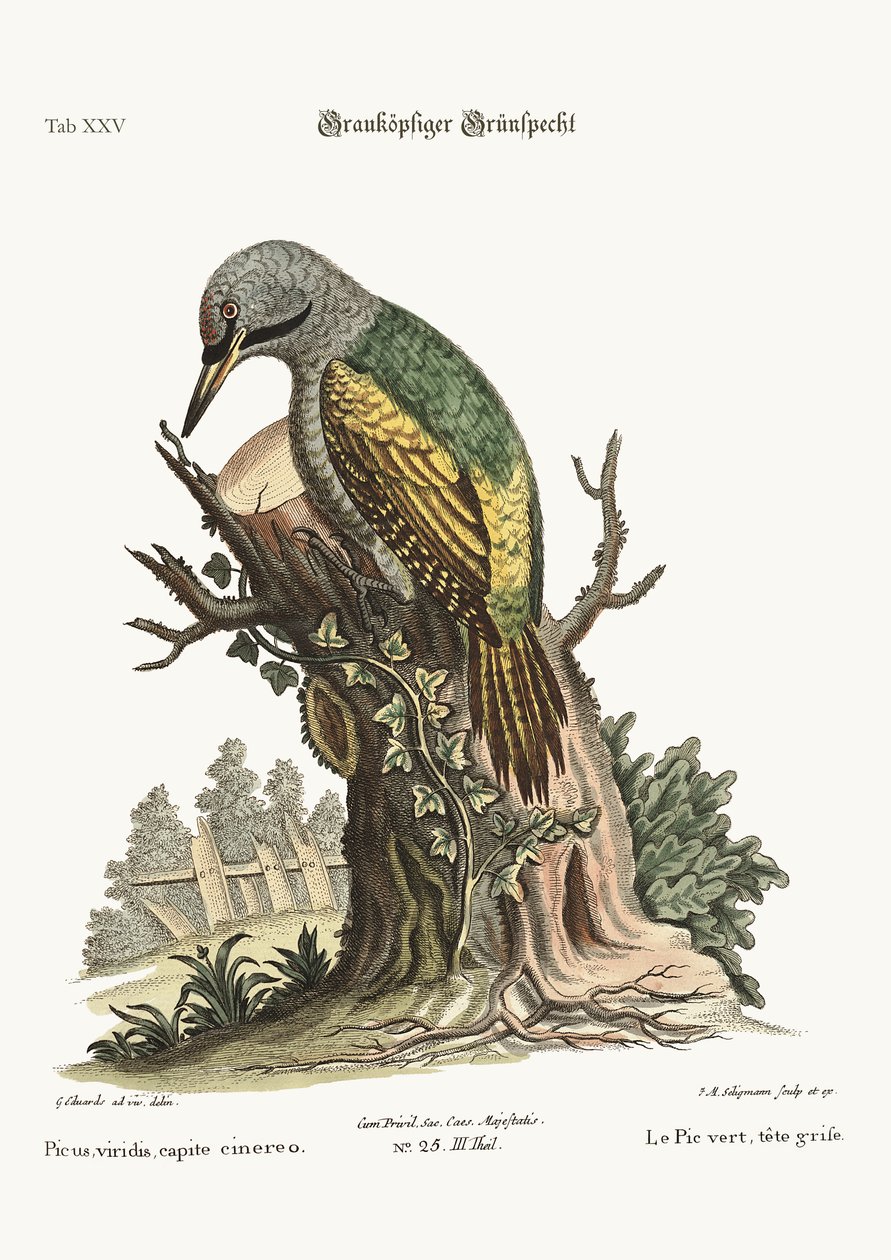 Den gråhuvade gröna hackspetten, 1749-73 av George Edwards