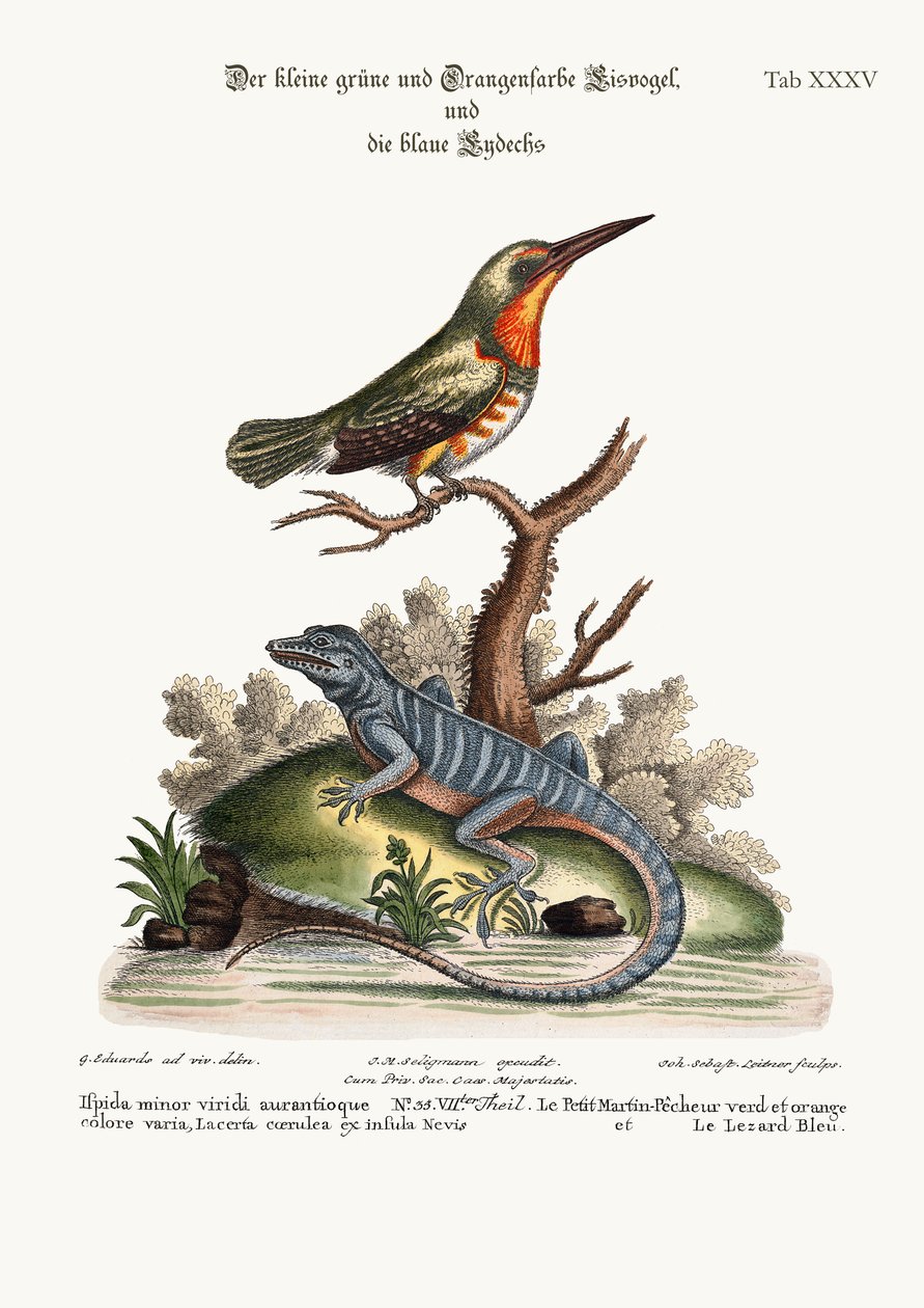 Den lilla gröna och orangefärgade fiskaren och den blå ödlan, 1749-73 av George Edwards