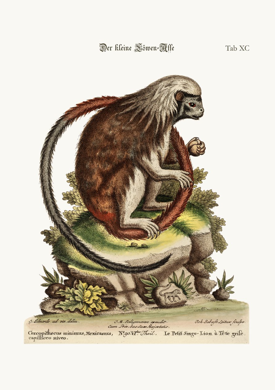 Den lilla lejonapan, 1749-73 av George Edwards