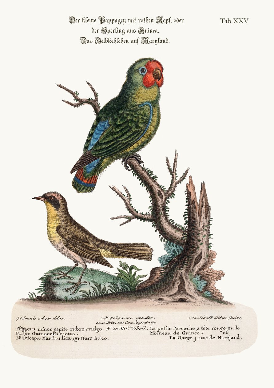Den lilla rödhuvade parrakeet eller Guiney Sparrow och Maryland Yellow-Throat, 1749-73 av George Edwards