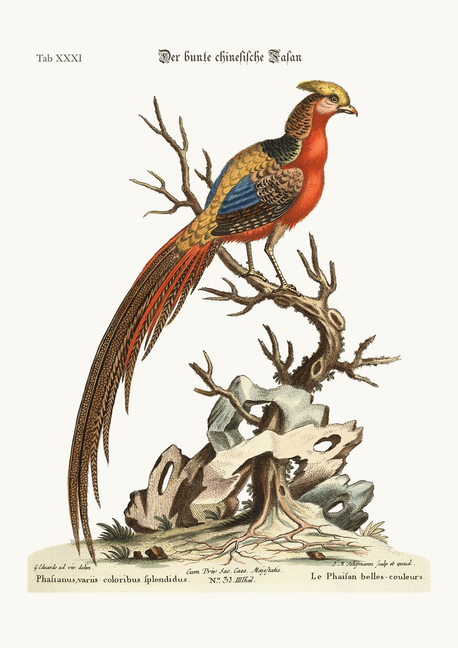 Den målade fasanen från Kina, 1749-73 av George Edwards