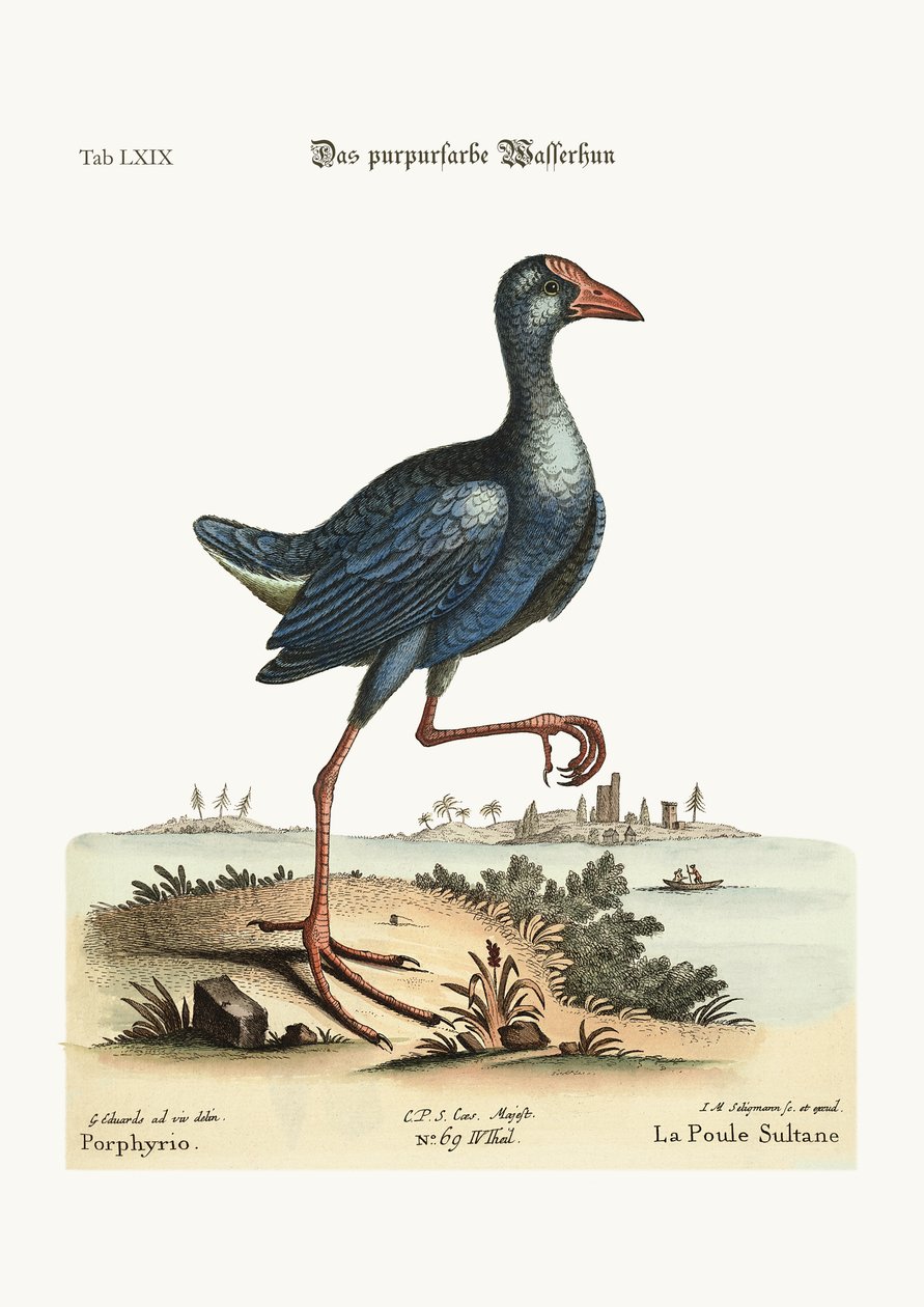 Den lila vattenhönan, 1749-73 färgad gravyr av George Edwards