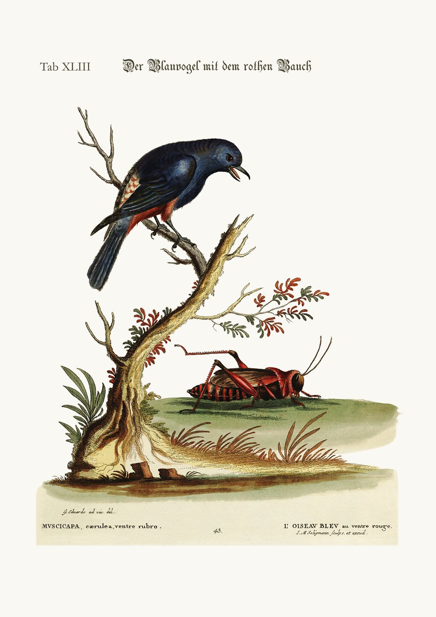 Den rödbukade blåfågeln, 1749-73 av George Edwards