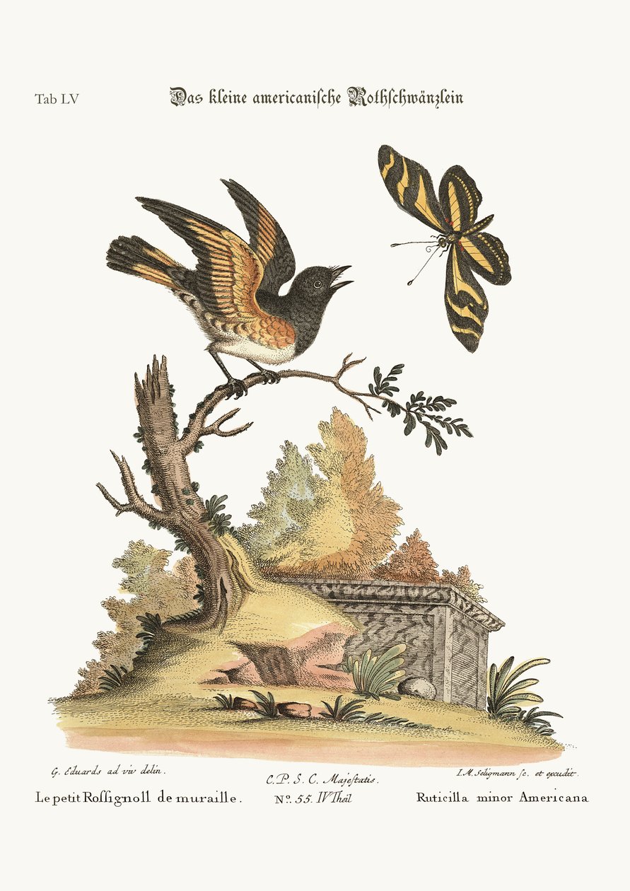 Den lilla amerikanska rödstjärten, 1749-73 av George Edwards