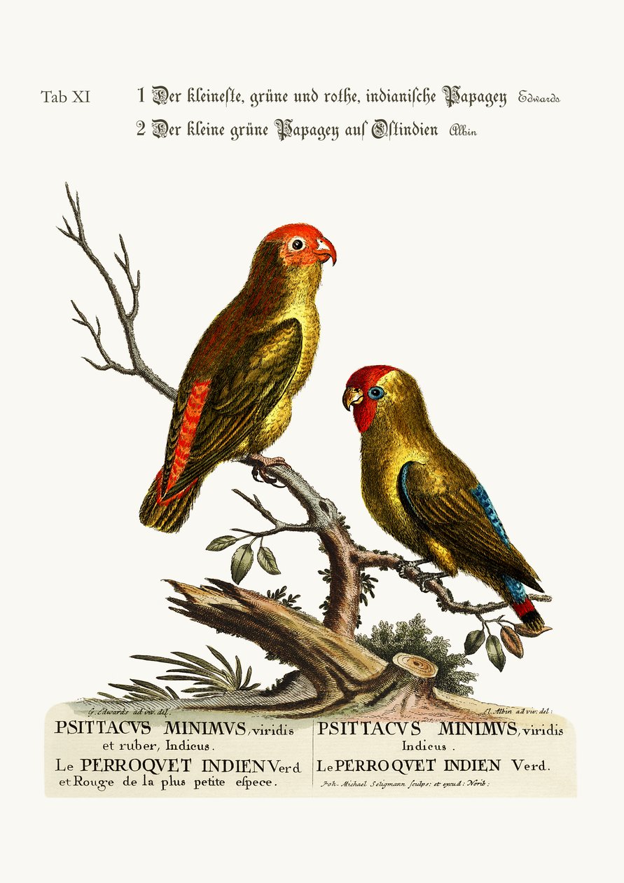 Den minsta gröna och röda indiska parocketten. Den lilla gröna papegojan i Ostindien, 1749-73 av George Edwards