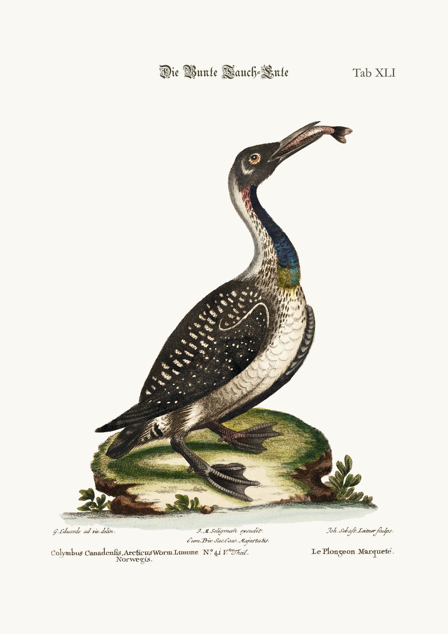 Den spräckliga dykaren eller lommen, 1749-73 av George Edwards